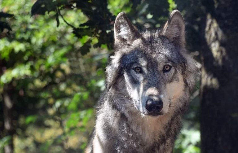 Wölfe in Deutschland:  Erstes Bundeszentrum Weidetier und Wolf startet