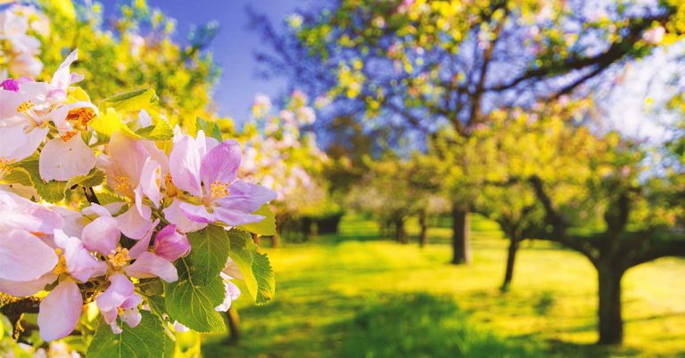 Gartenmonat April – was im Garten im April zu tun ist