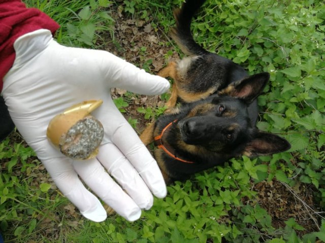 Hund Maila aus Gahlen spürt ausgelegte  Giftköder auf