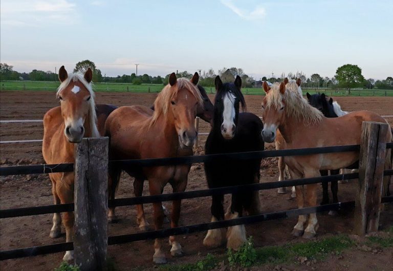 Ponyhof Leiting – ein tierisches Vergnügen