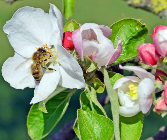 Biene im Frühling Obstblüte Apfelbaum