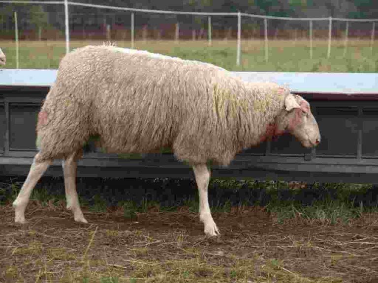 Ministerin bedauert Gahlener Schaf- und Damtierverluste