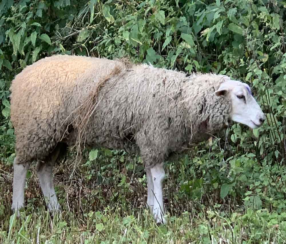 Schafsriss-Gloria-Schermbeck-in-Dinslaken