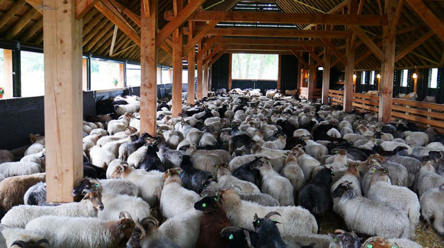 Stellungnahme von Martin Tiemann:  Schafe müssen nachts in den Stall