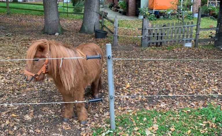 Wolf: Pony im Wolfsgebiet Schermbeck gerissen