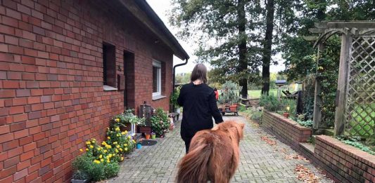 Schermbecker-Wölfe-rissen-Pony-in-Kirchhellen