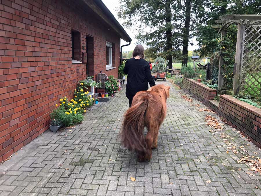 Schermbecker-Wölfe-rissen-Pony-in-Kirchhellen