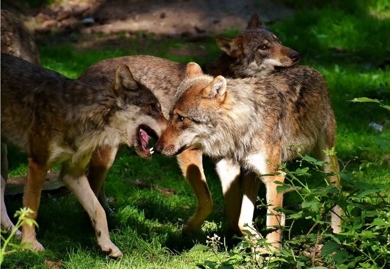 Wolfsgebiet Schermbeck: Erneute Reproduktion