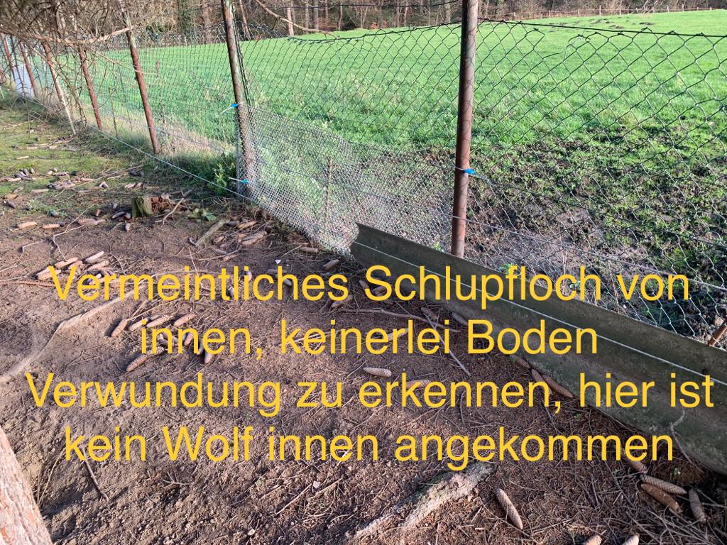 Wolf Gahlen Schermbeck