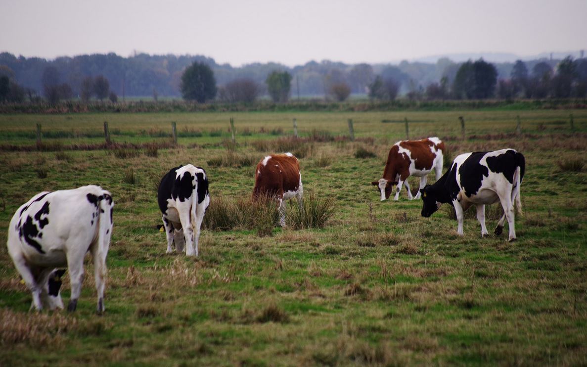 Kuhweide Wolfsgebiet Schermbeck