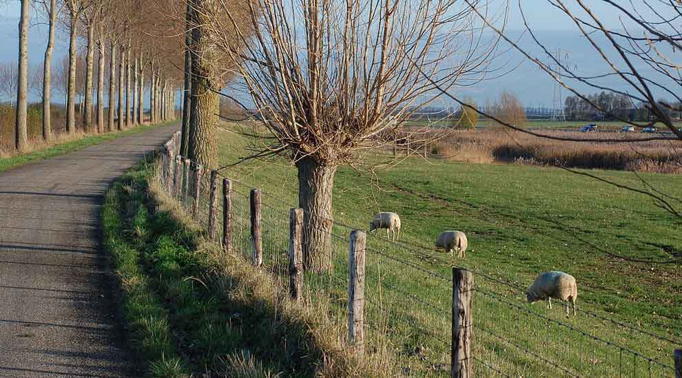 Zäune-Schafherden-Schermbeck