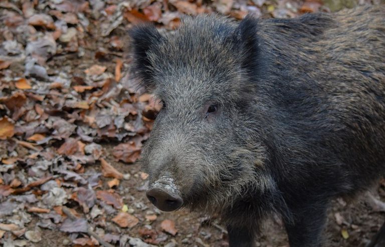 Afrikanische Schweinepest – Gefahr für NRW weiterhin hoch