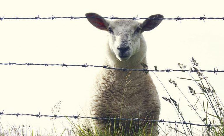 Herdenschutz Schafe