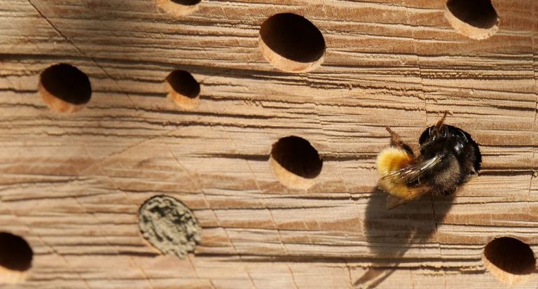 Zwei Wildbienenhotels in Gahlen warten auf Gäste