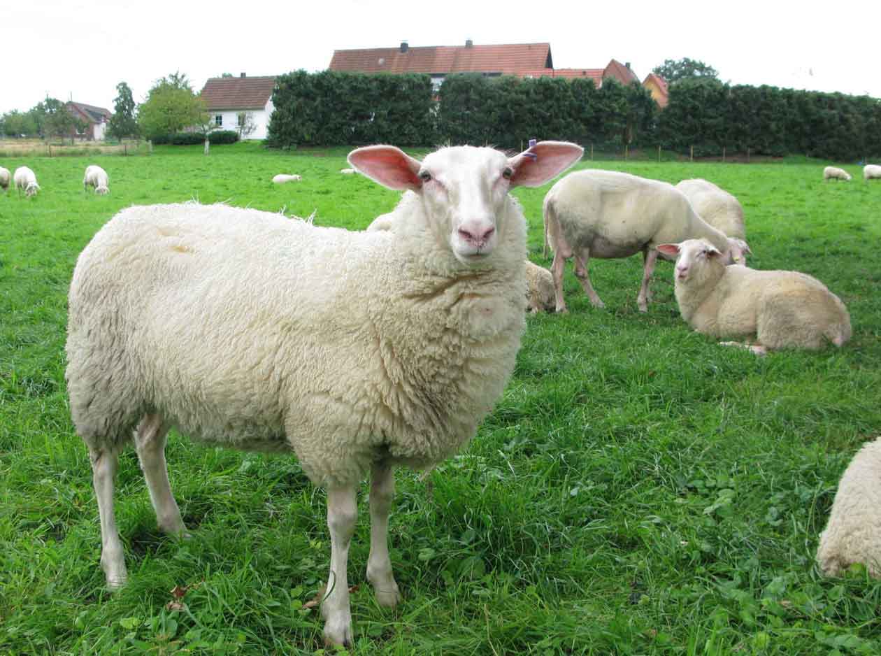Lippe-Schafe
