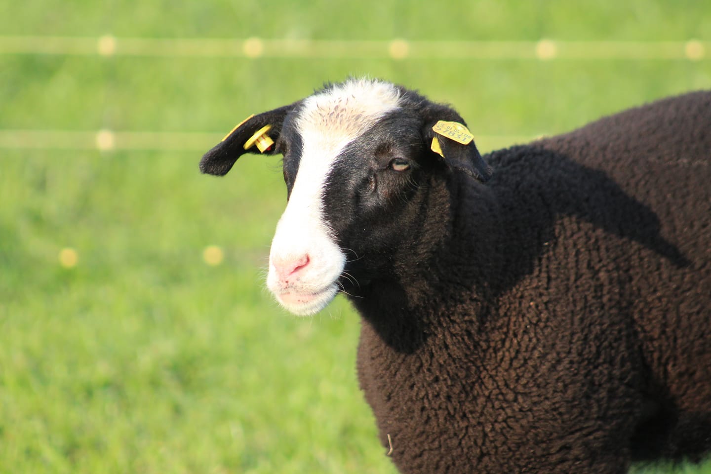 Schaf auf der Wiese Foto Katrin Tiemann