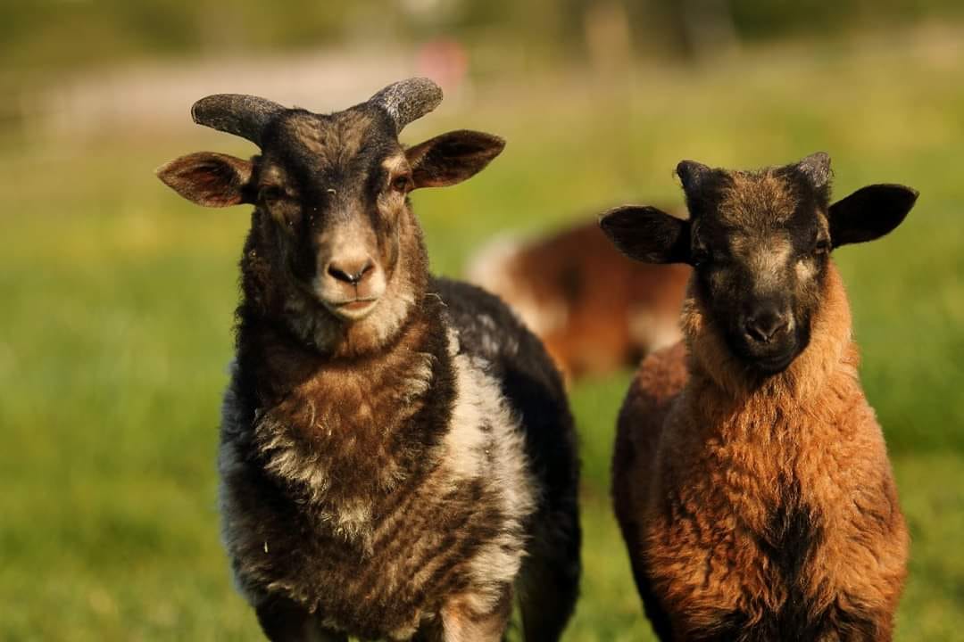 Schafe Weidetierhaltung NRW