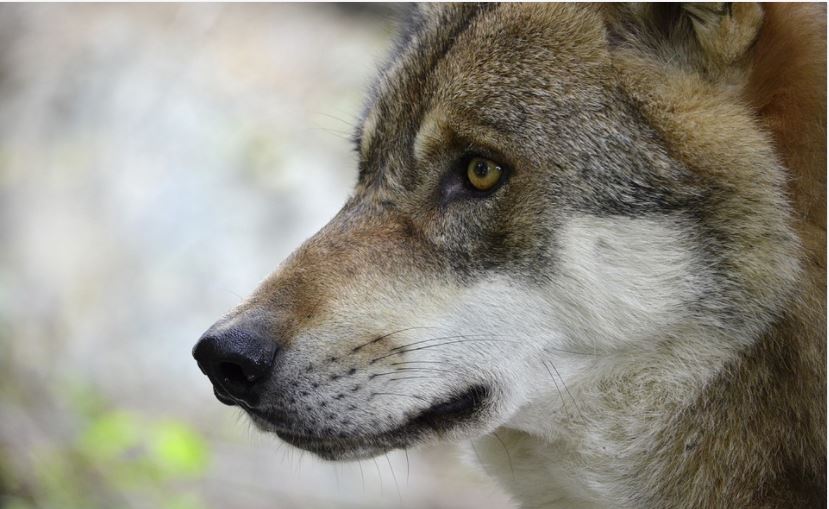 2 Millionen Euro aus dem Naturschutzetat für den Wolf vorgesehen