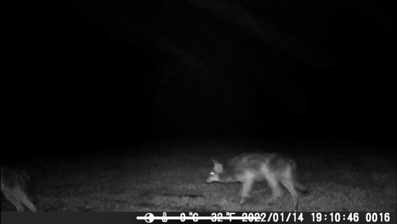 Hünxe: Zwei Wölfe in unmittelbarer Nähe des Carport-Vorfalls gesichtet