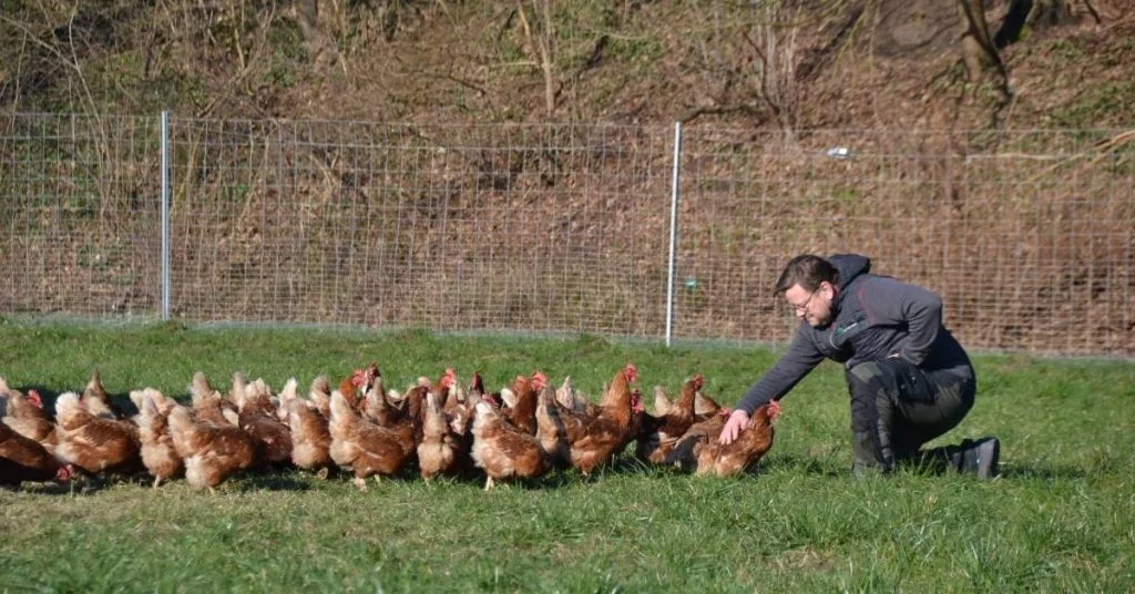 Woher kommen meine Frühstücks-Eier? Besuch eines Hühnermobils mit glücklichen Hennen