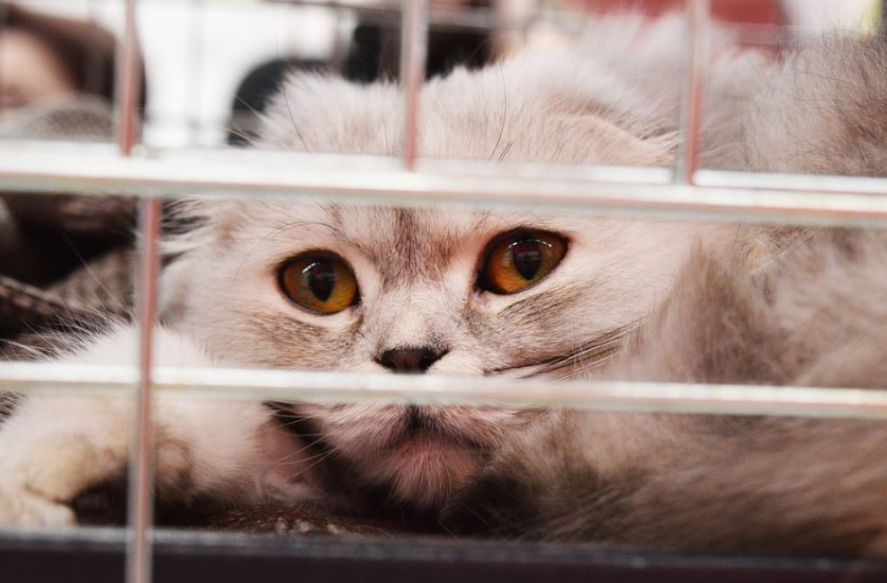 Tierschutz: Hilfe für mitgebrachte Heimtiere von Ukraine-Flüchtenden