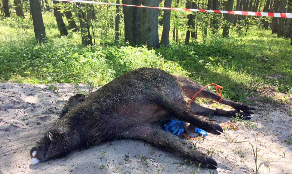 Suchhundeeinheit zur Eindämmung der Schweinepest in NRW