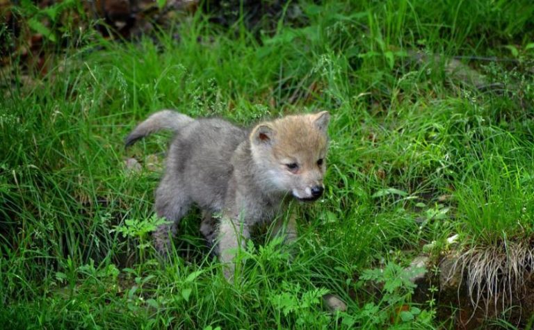 Vierter Wolfswelpe in Schermbeck identifiziert