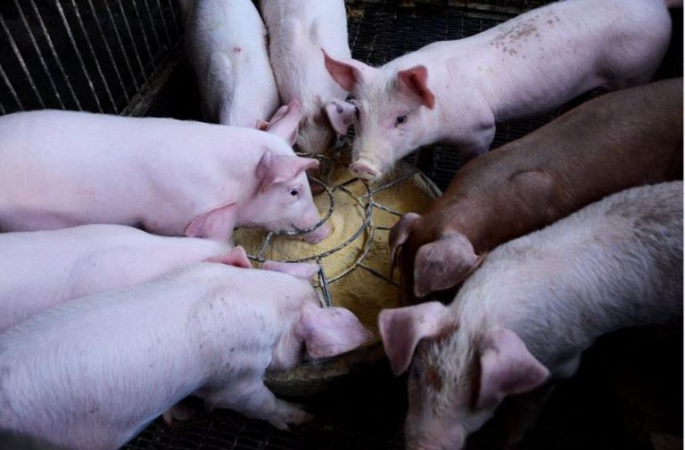 130 Schweine in Schermbeck verendet