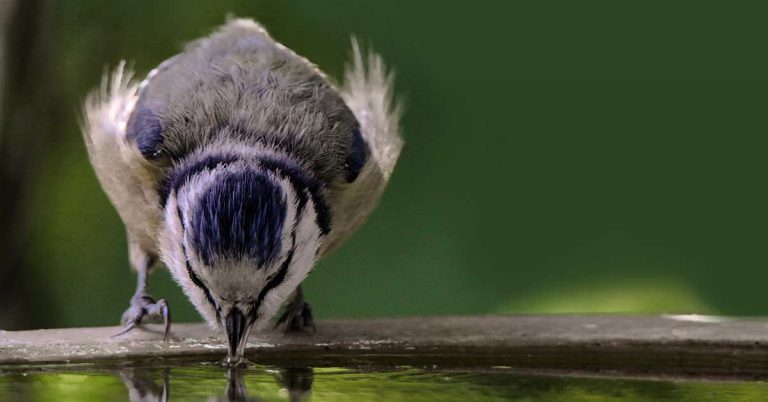Durstigen Vögeln und Insekten helfen
