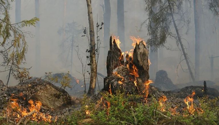 Waldbrandgefahr Üfter Mark Hohe Mark
