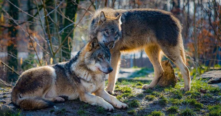 Wolfsgebiet Schermbeck: Unbekannte Wölfe nachgewiesen