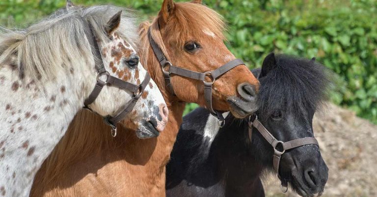 Ponyfestival Gahlen 2022 steigt in den Sattel