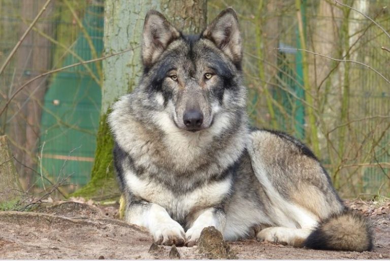 Der Wolf – Noch fremd oder schon heimisch? Stadtgespräch mit WDR 5
