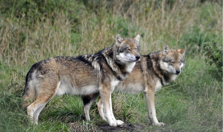 Union stellt im Bundestag Antrag für effektives Wolfsmanagement