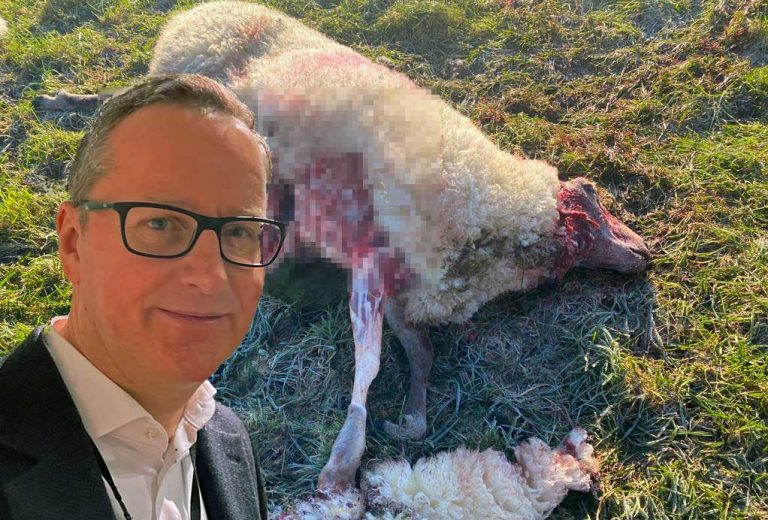 Tote Schafe im Schermbecker Wolfsgebiet und deutliche Worte aus Brüssel
