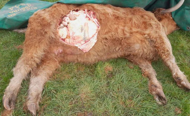 Was war die Ursache für den Tod eines Highland-Rind im Dämmerwald?