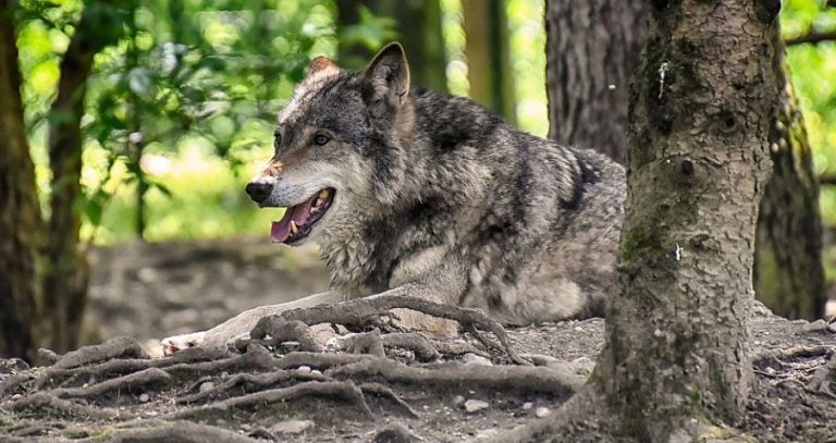 Kein Jagdrecht für Wölfe