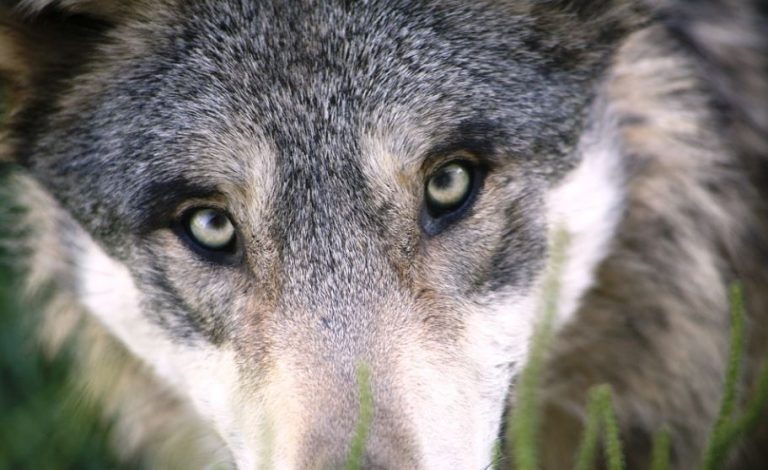 Neues Wolfsgebiet ausgewiesen: Dämmerwald und Üfter Mark