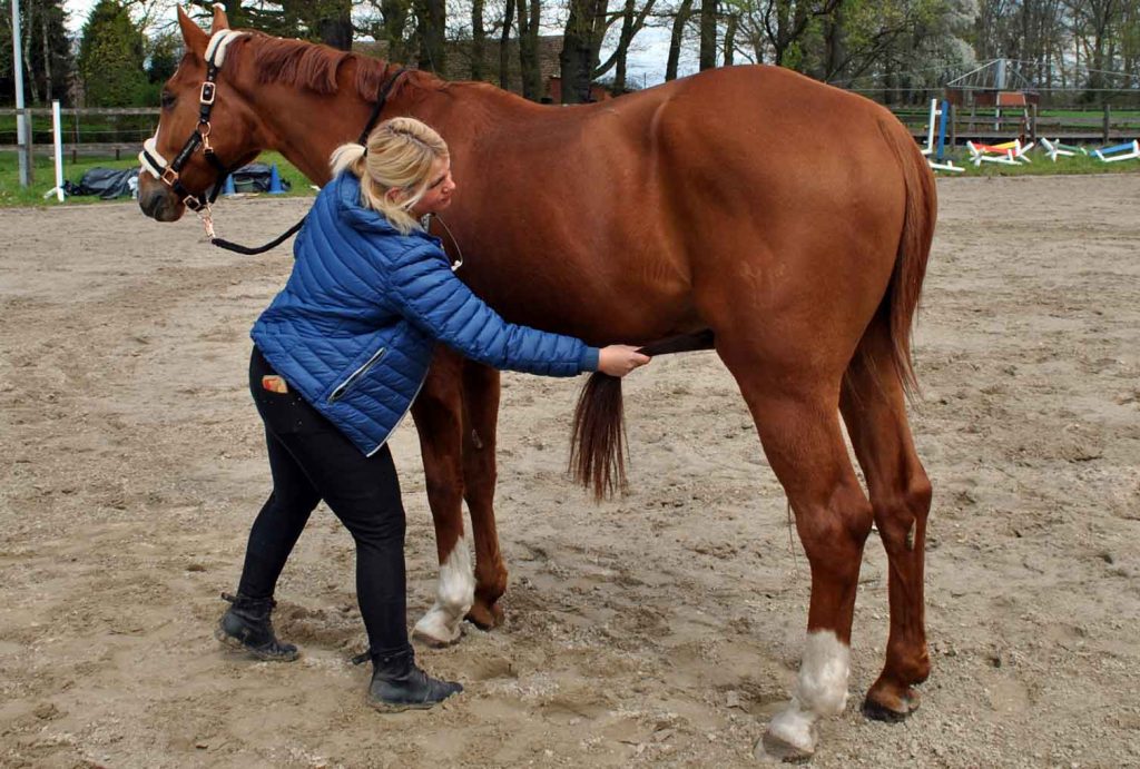 Ganzheitliche-Therapie-für-Pferde