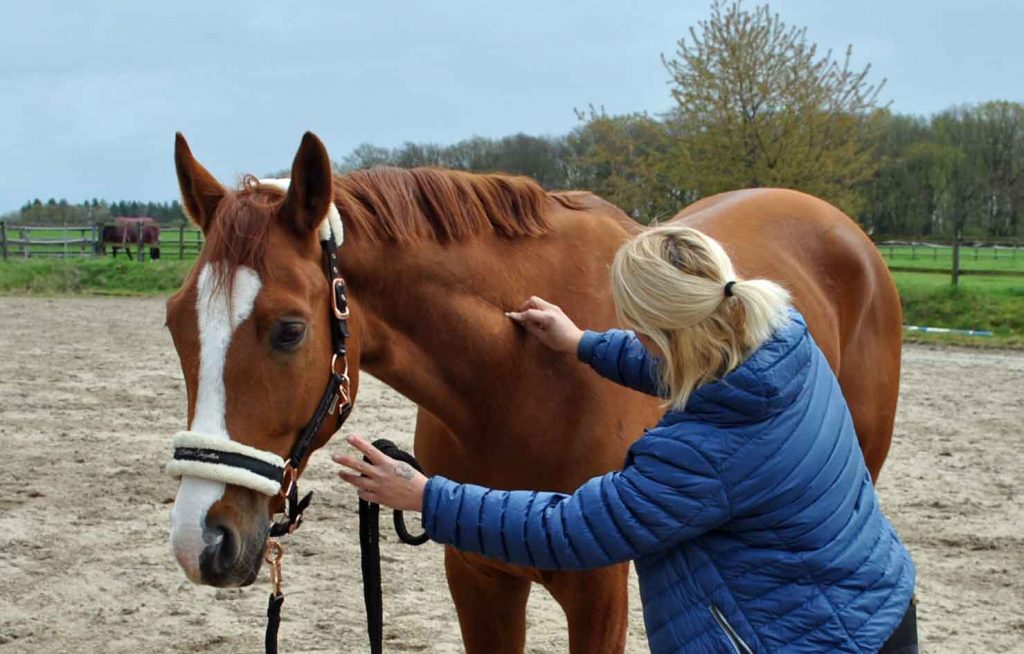 Ganzheitliche-Therapie-für-Pferde