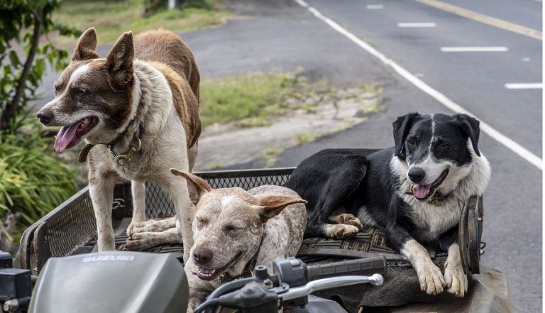 Hundesteuer in Schermbeck soll 2024 erhöht werden