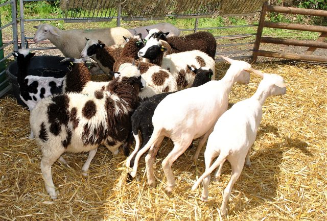 Schafsmarkt Gahlen 2023