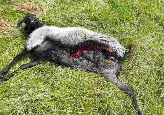 Wolf riss Schaf im Wolfsgebiet Schermbeck