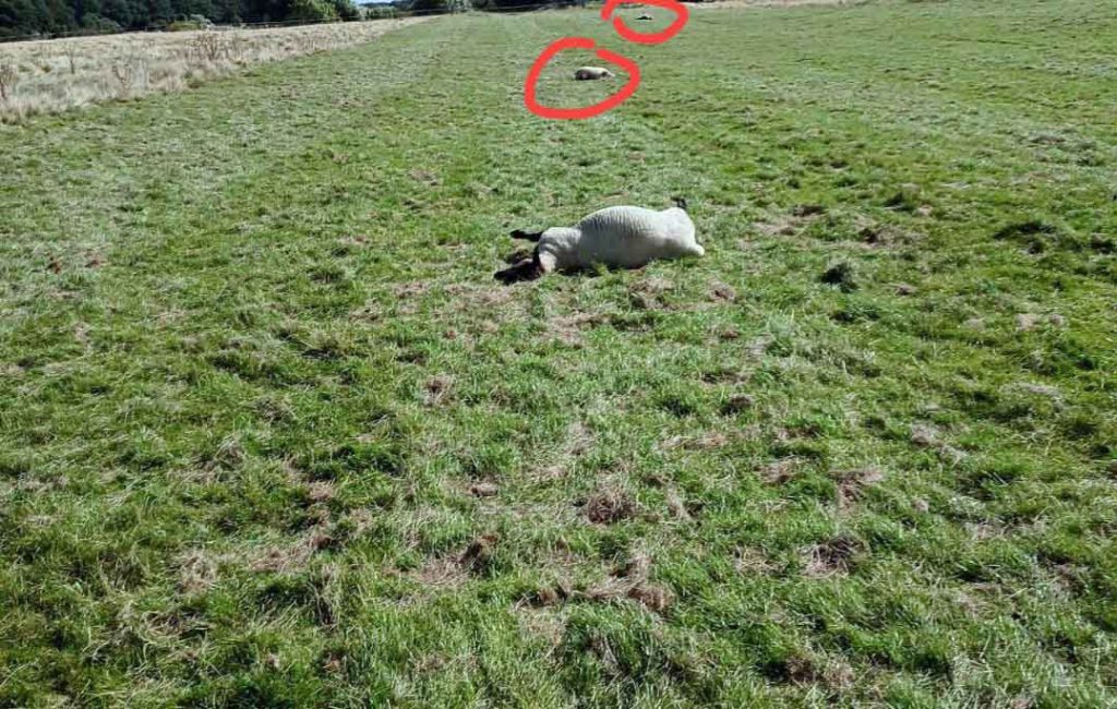 Drei Schafe in Gartop-Bühl gerissen