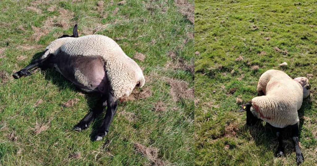 Drei Schafe in den Lippeauen Gartrop-Bühl gerissen