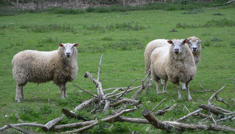 Erneut Schafe in Schermbeck Gartrop gerissen