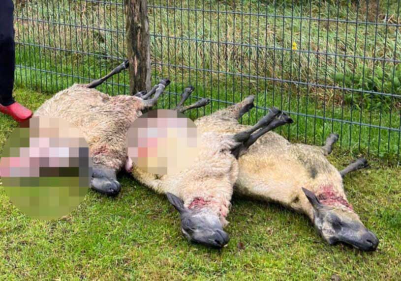 Wolf-Risse-in-Raesfeld