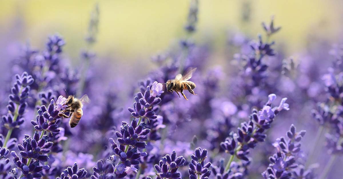 Lavendel