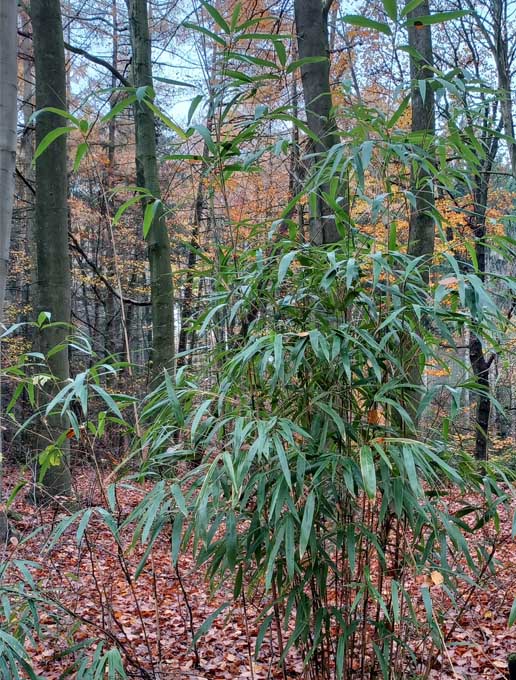 Gartenabfälle im Wald