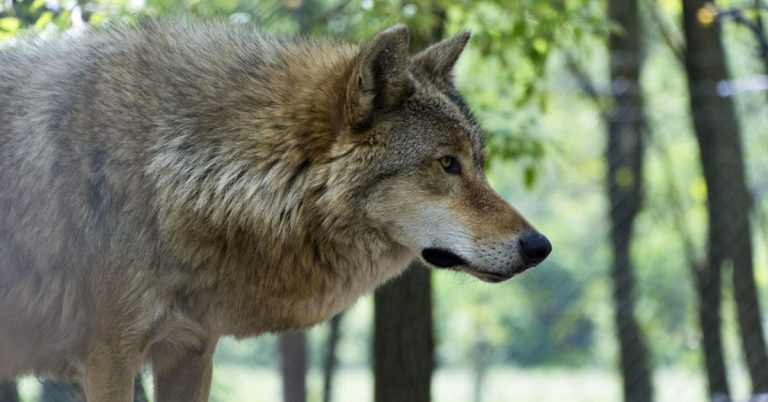 Wolf in NRW-Herdenschutzförderung wird flächendeckend ausgeweitet